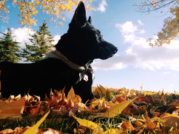 /Images/uploads/Humane Society of Utah/HSUCalendar/entries/1602thumb.jpg